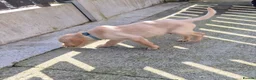 Labrador Retriever dogs for sale: Top Quality KC Registered Labrador Pups - Advert 9