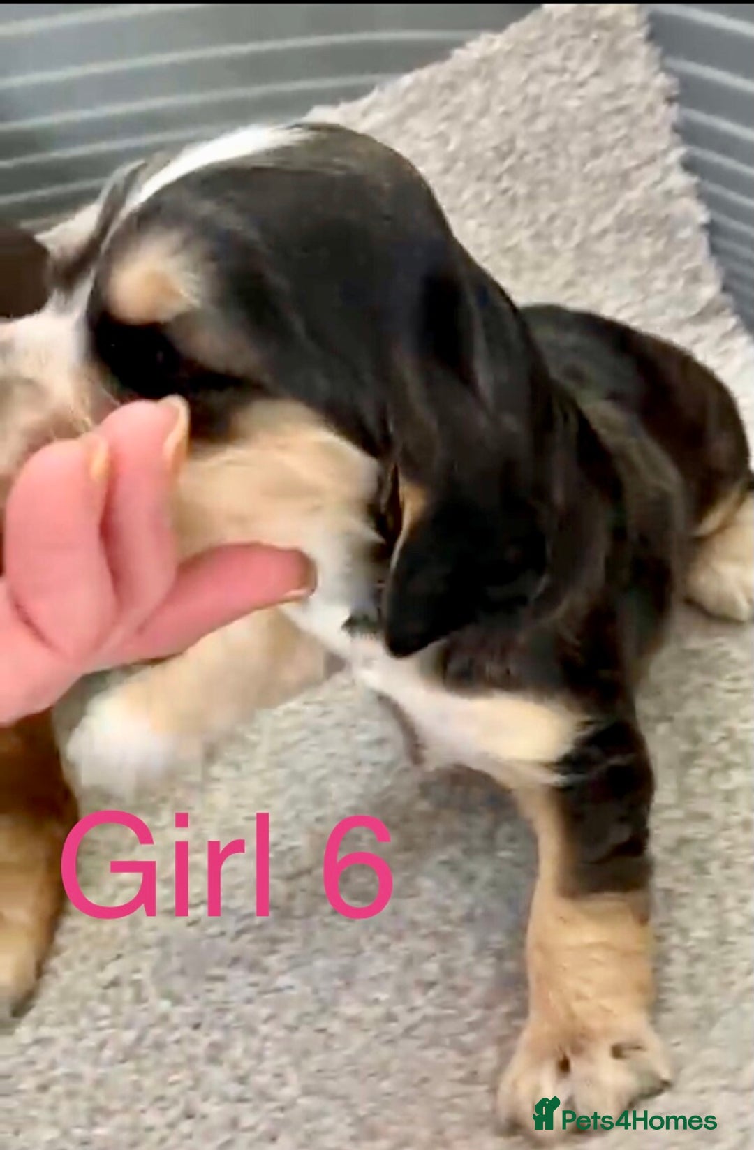 Cocker Spaniel dogs for sale: Kc show extensive health tests beautiful colours - Image 36