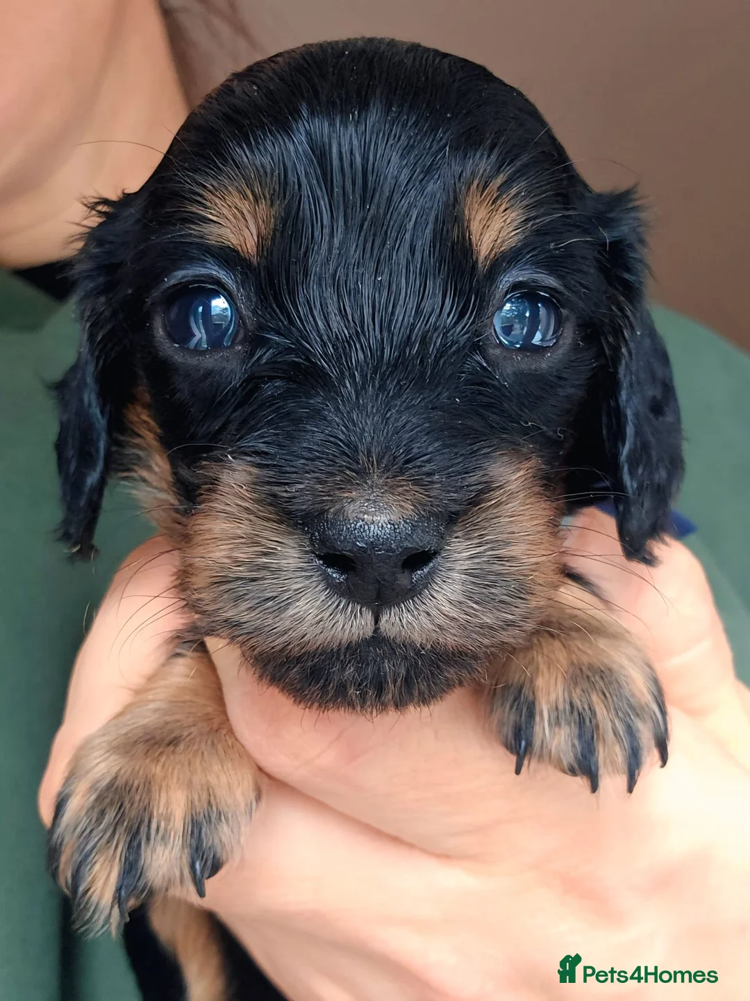Miniature Dachshund dogs for sale: Stunning Miniature Long Haired Dachshunds - Advert 2