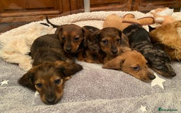 Miniature Dachshund dogs for sale: True miniature Dachshund puppies  - Image 20