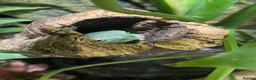 Frog reptiles for sale: 3 White’s Tree Frogs, 2 Vivs, Loads of Equipment🐸 - Advert 3