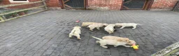 Labrador Retriever dogs for sale: Beautiful Labrador Puppies - Advert 6