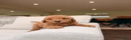 Goldendoodle dogs for sale: Super Quality Doodles  - Advert 16