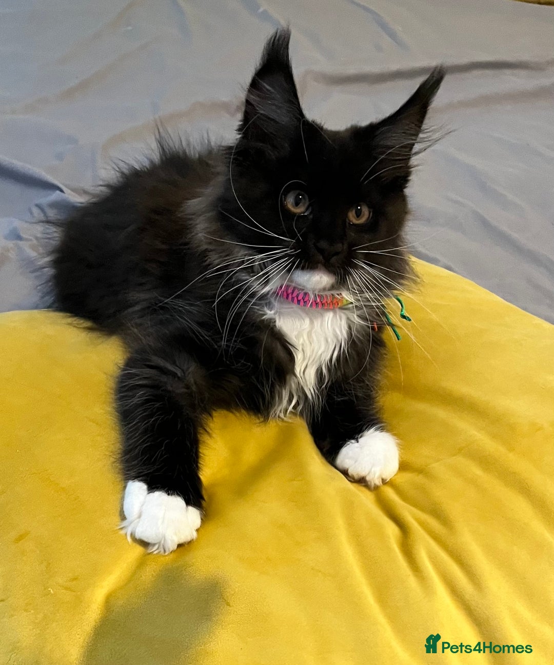 Maine Coon cats for sale: GCCF active / domestic Maine Coon  - Image 1