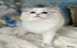 Ragdoll cats for sale: Beautiful Bicolour Ragdoll Kittens Home Raised, in Castleford - Image 2