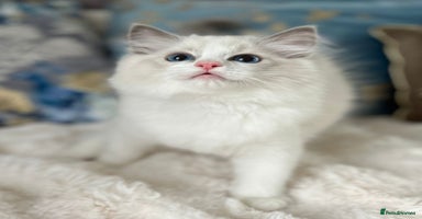Ragdoll cats in Castleford - Advert 3