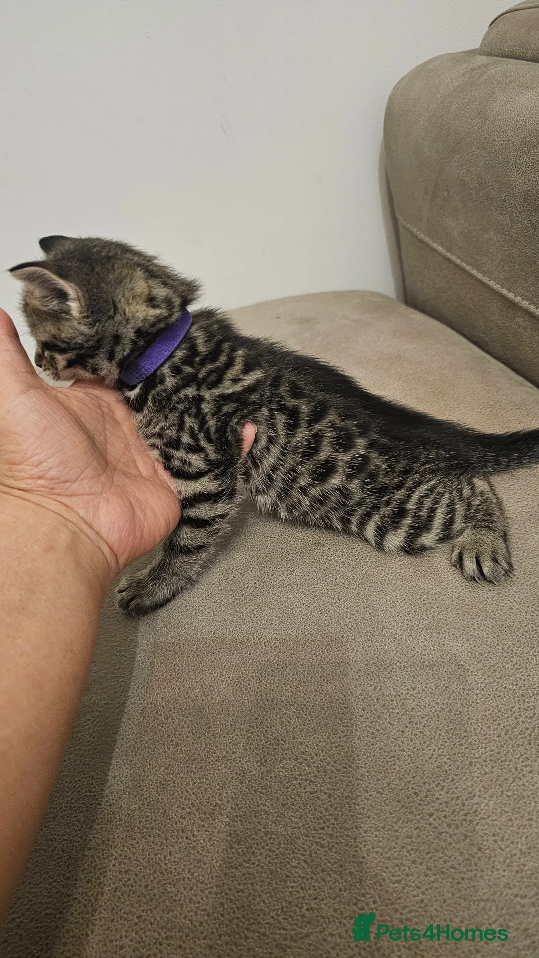 Bengal cats for sale: Bengal kittens - Advert 28