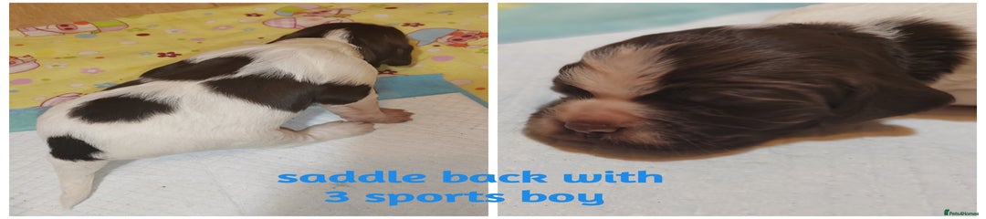 English Springer Spaniel Puppy 5