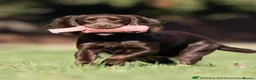 Cocker Spaniel dogs for sale: EXCEPTIONAL WORKING COCKER SPANIEL PUPPIES - Advert 12
