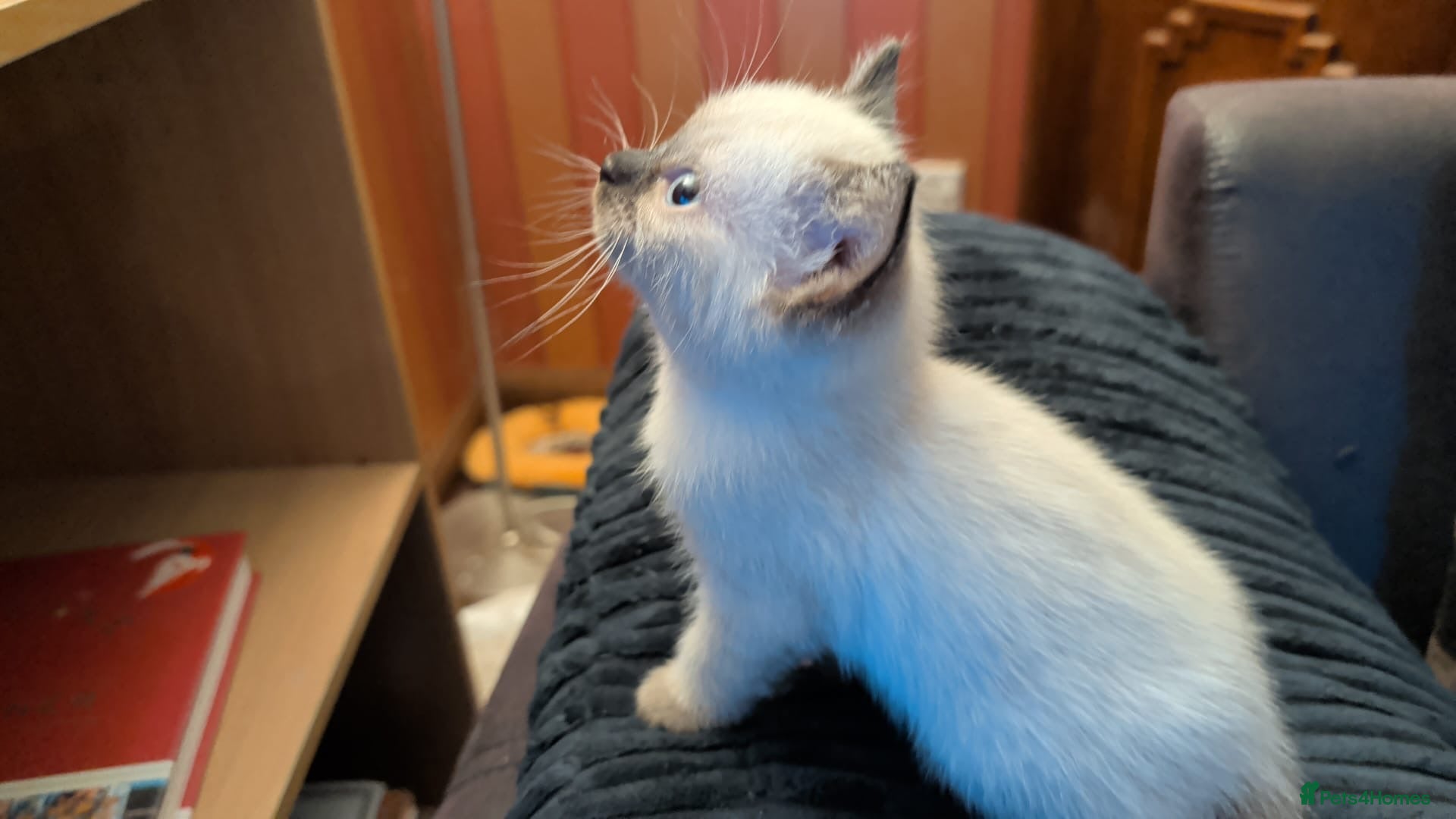 Mixed Breed cats for sale: Siamese Cross Ragdoll kittens plus black/white - Advert 6