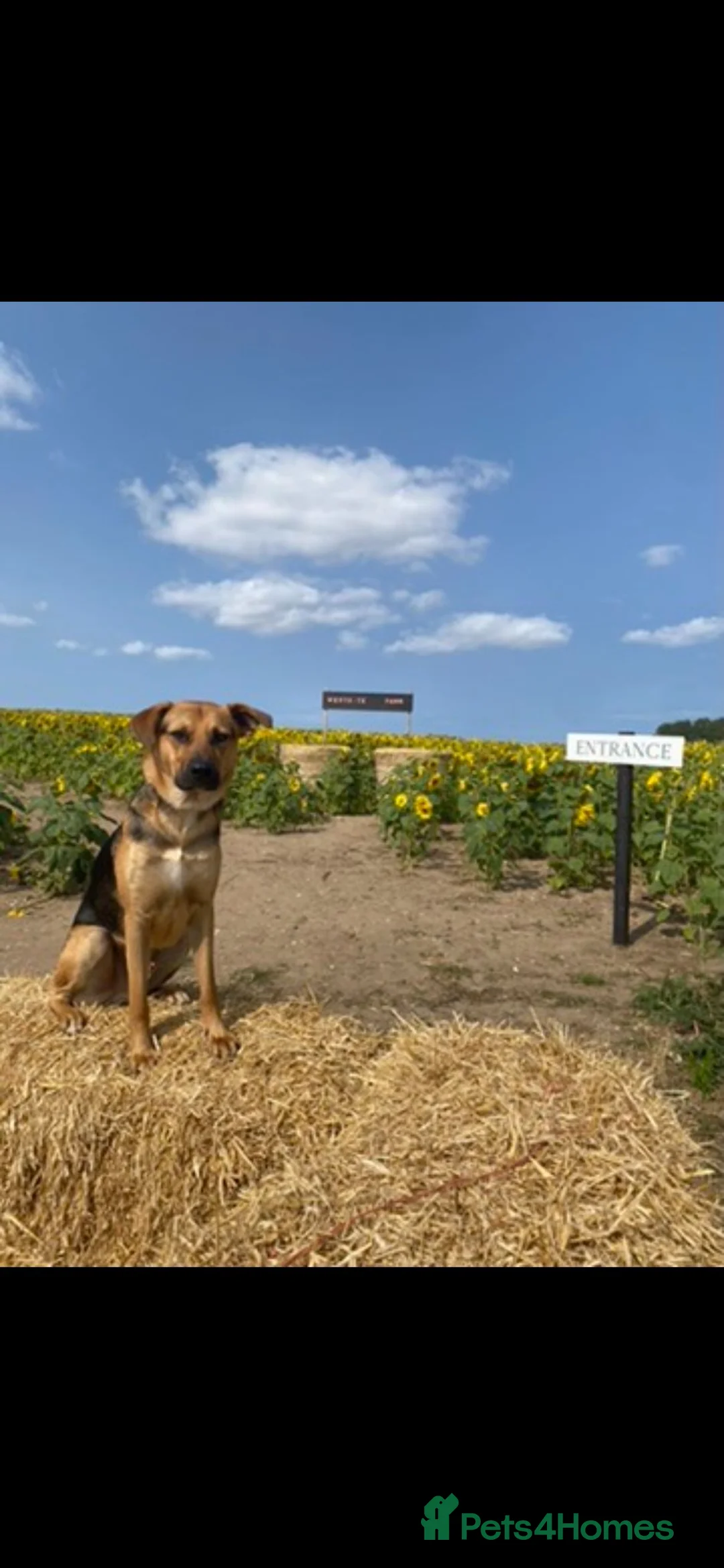 Mixed Breed dogs for sale: Amazing GSD mix for loving home - Advert 5