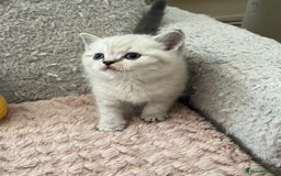 Scottish Fold cats for sale: Kittens for sale  - Image 6