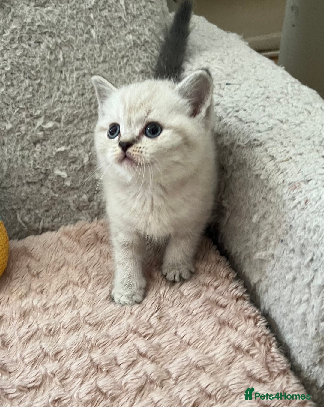 Scottish Fold cats for sale: Kittens for sale  - Image 6