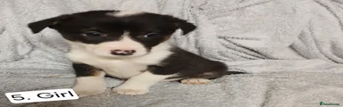 Border Collie 5