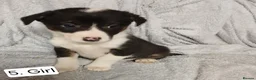Border Collie dogs for sale: Outstanding Tri-Colour Border Collie Puppies - Advert 12