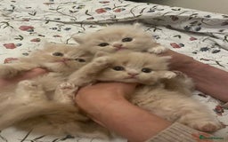 Persian cats for sale: Doll face kittens  - Image 1