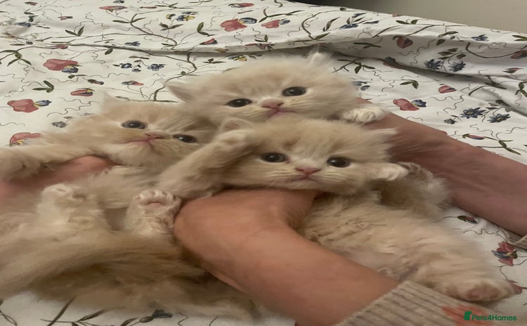 Persian cats - Advert 3