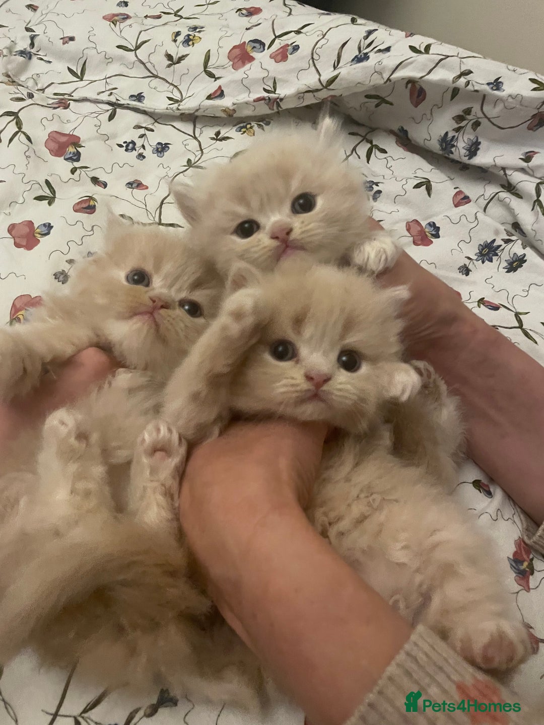 Persian cats for sale: Doll face kittens  - Image 1