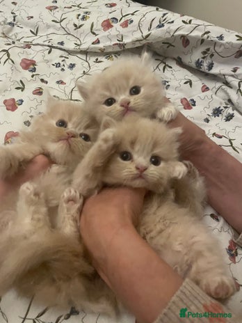 Persian cats - Advert 4