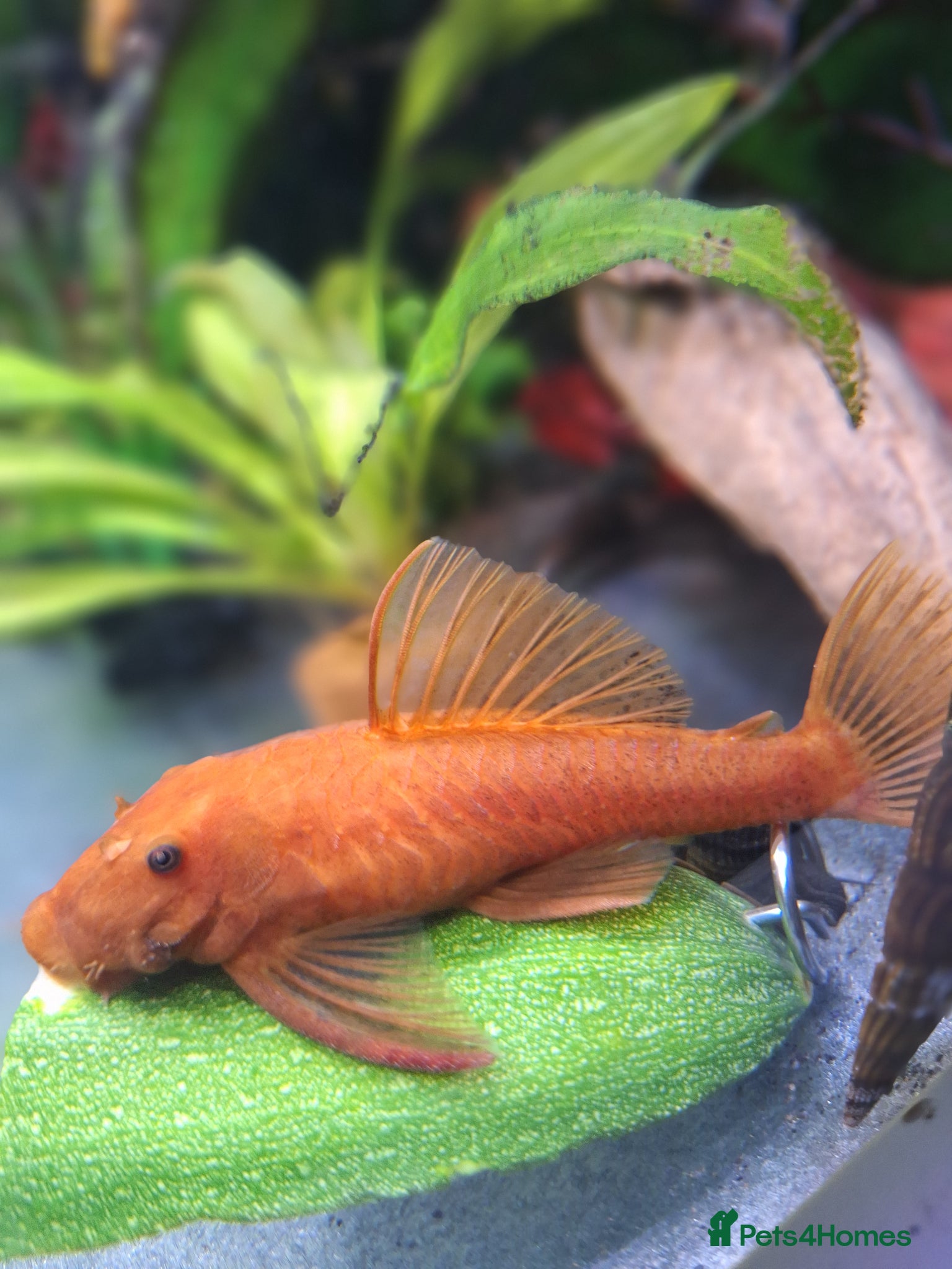 Plecos fish Super Red Bristlenose Pleco - Advert 9