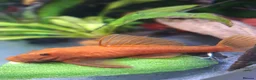 Plecos fish for sale: 2 x Super Red Bristlenose Plecos - Advert 4