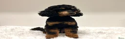 Miniature Poodle dogs for sale: Beautiful rare RKC Phantom Miniature Poodle - Advert 4