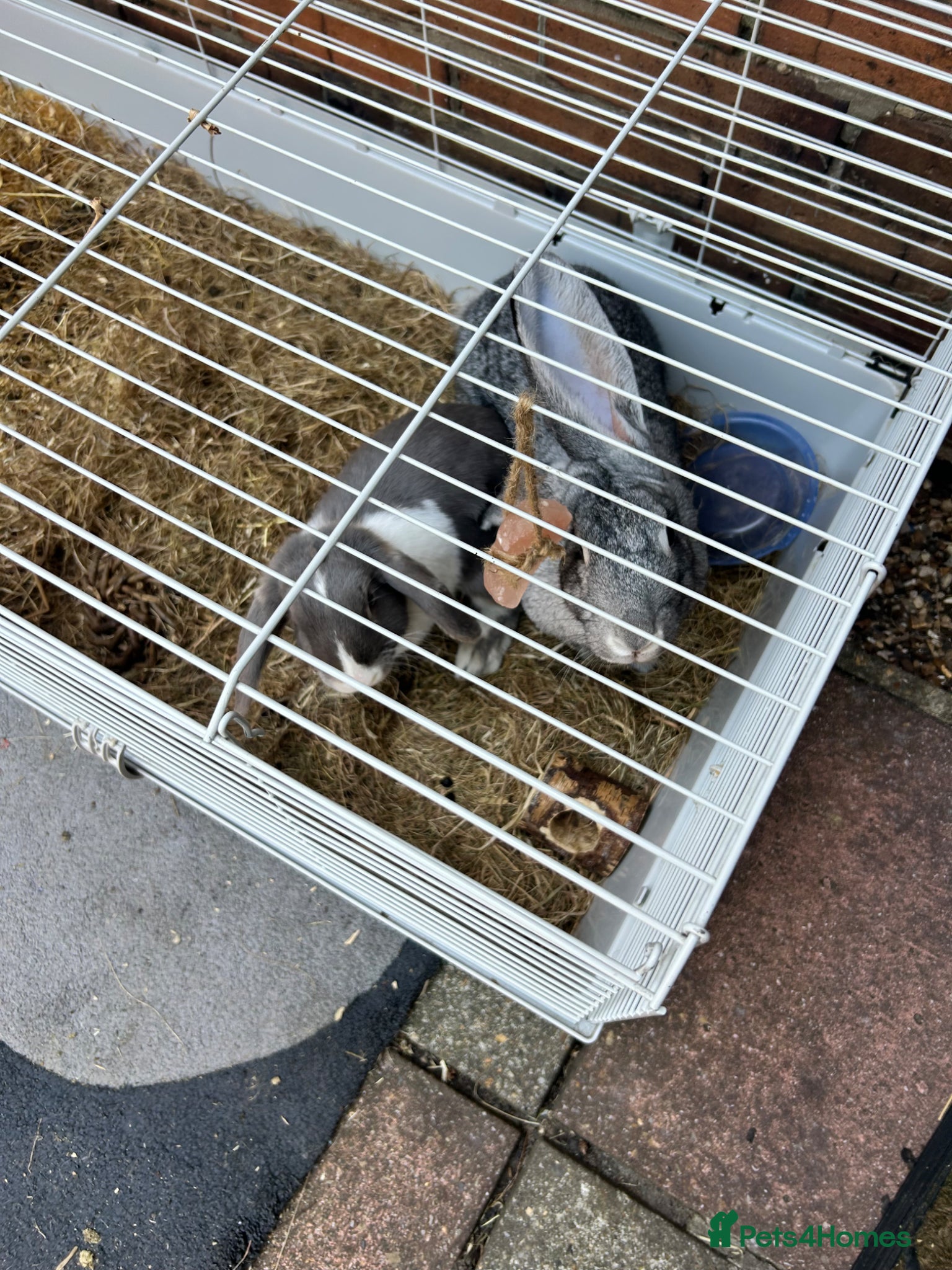 Havana rabbits for sale: Two rabbits up for sale in Poole - Advert 2