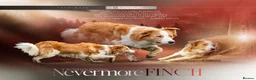 Border Collie dogs for sale: Stunning Purebred Border Collies - Advert 3