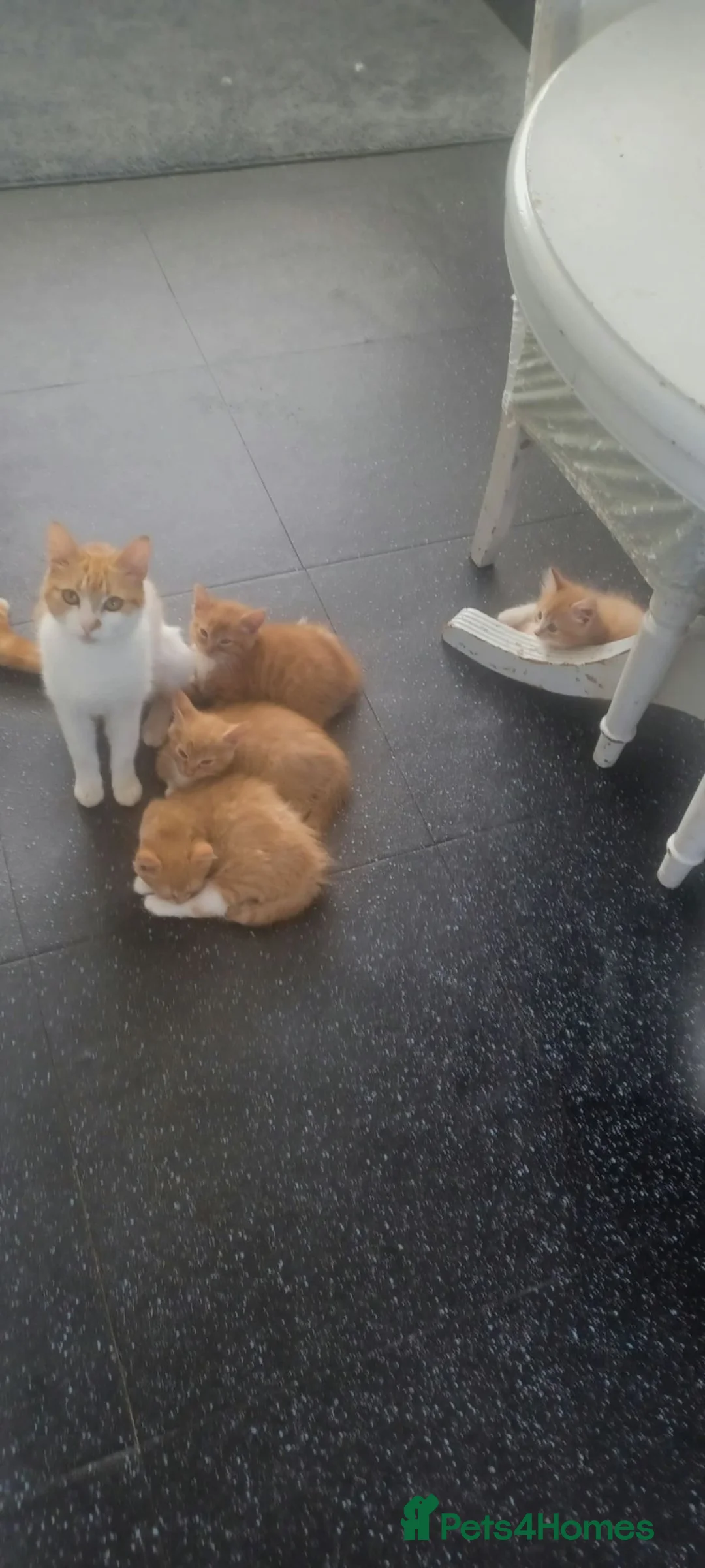 Mixed Breed cats for sale: Beautiful ginger tabby kittens in Gillingham - Advert 2