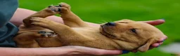 Labrador Retriever dogs for sale: Fox Red Labradors Available in Oswestry - Advert 2