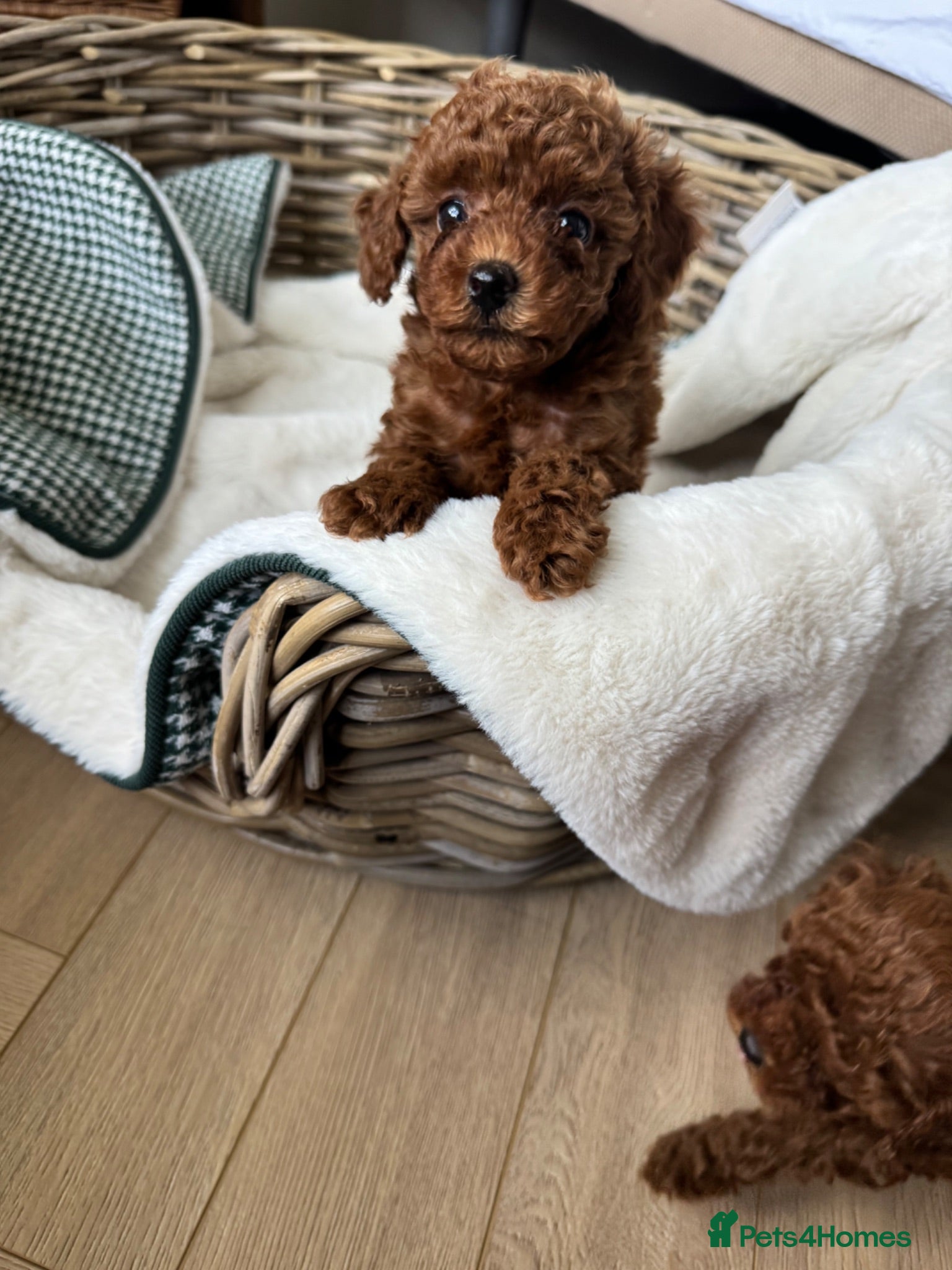 Toy Poodle dogs for sale: Pedigree  - Advert 1