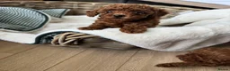 Toy Poodle dogs for sale: Pedigree  in Dumfries - Advert 1