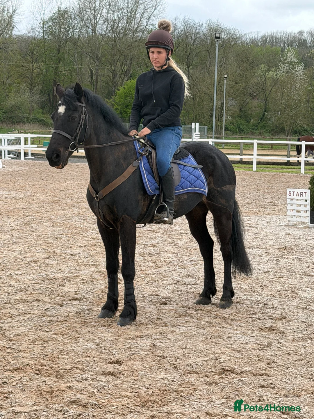 Connemara horses for sale: Classy little 14hh Connemara Gelding - Advert 1