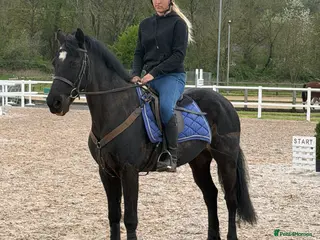 Connemara horses Classy little 14hh Connemara Gelding - Advert 1