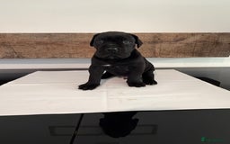 Cane Corso dogs for sale: Purebred Cane Corso Puppies – Exceptional Parent - Image 12
