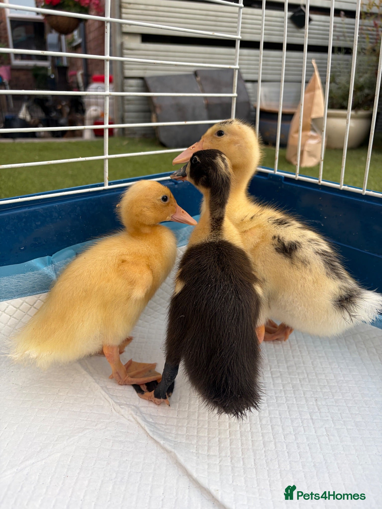 Ducks poultry 🦆🦆Ducklings for sale 🦆🦆 - Advert 4