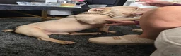 American Bully dogs for sale: 3 years old American pocket bully for sale - Advert 6