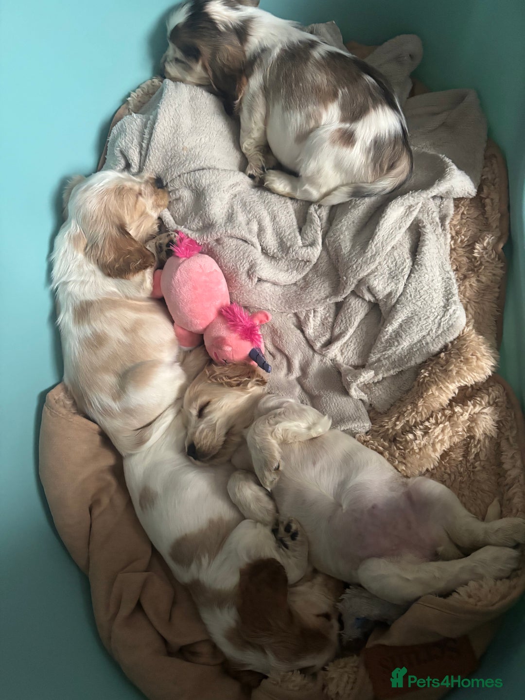 Cocker Spaniel dogs for sale: Show cocker spaniels  - Image 2