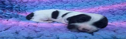 English Springer Spaniel dogs for sale: KC Homebred Health Tested Vet Social Pups 🩷 - Advert 18