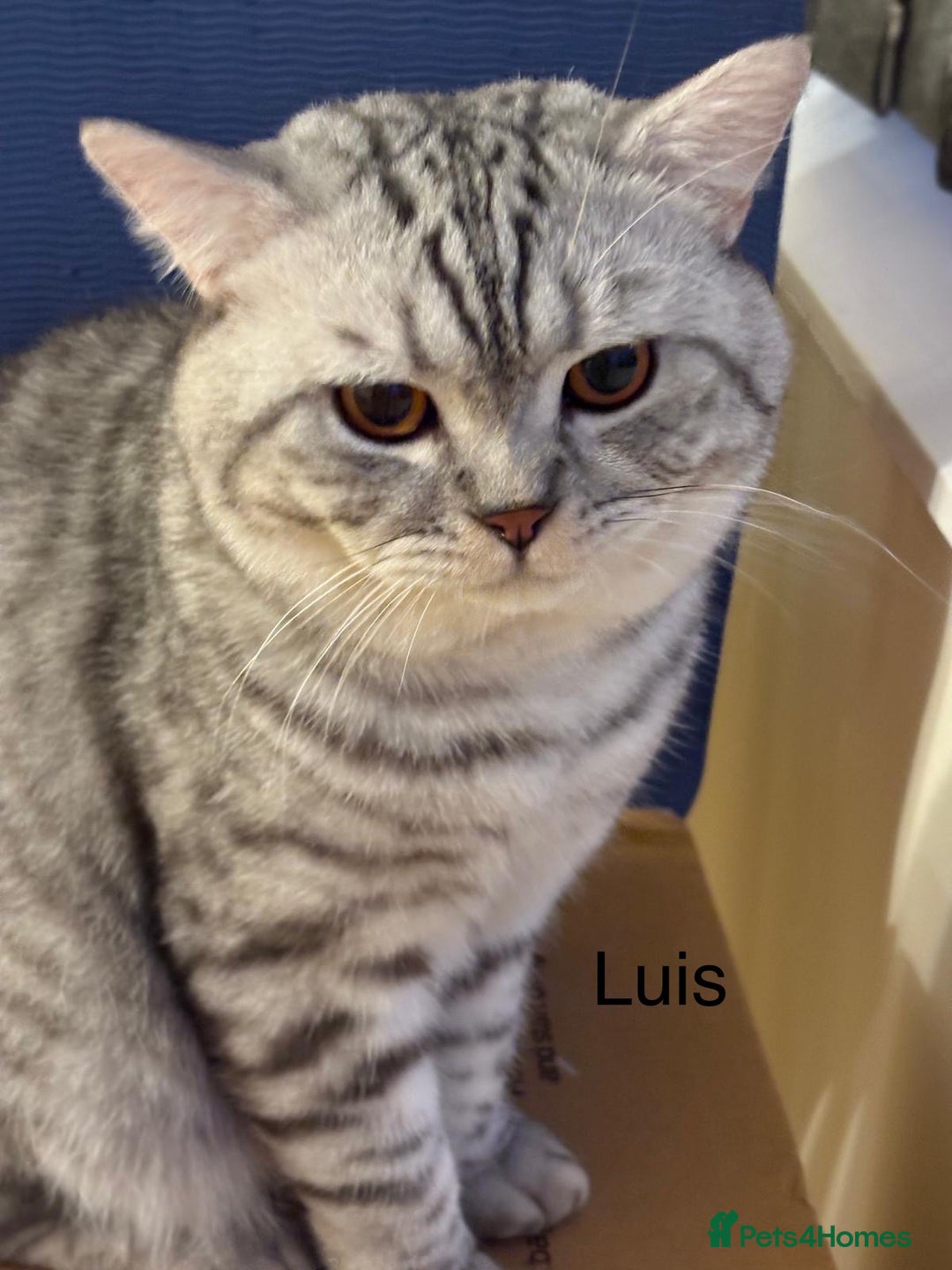 British Shorthair cats for sale: 3 adorable BSH boys looking for forever homes! in London - Image 7