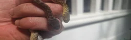Snake reptiles for sale: Malagasy cat eyed snakes in Northampton - Advert 3