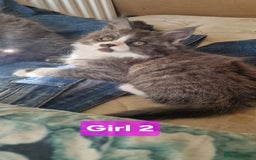 Maine Coon cats for sale: Gorgeous Half Maine Coon Boys and Girls  - Image 24