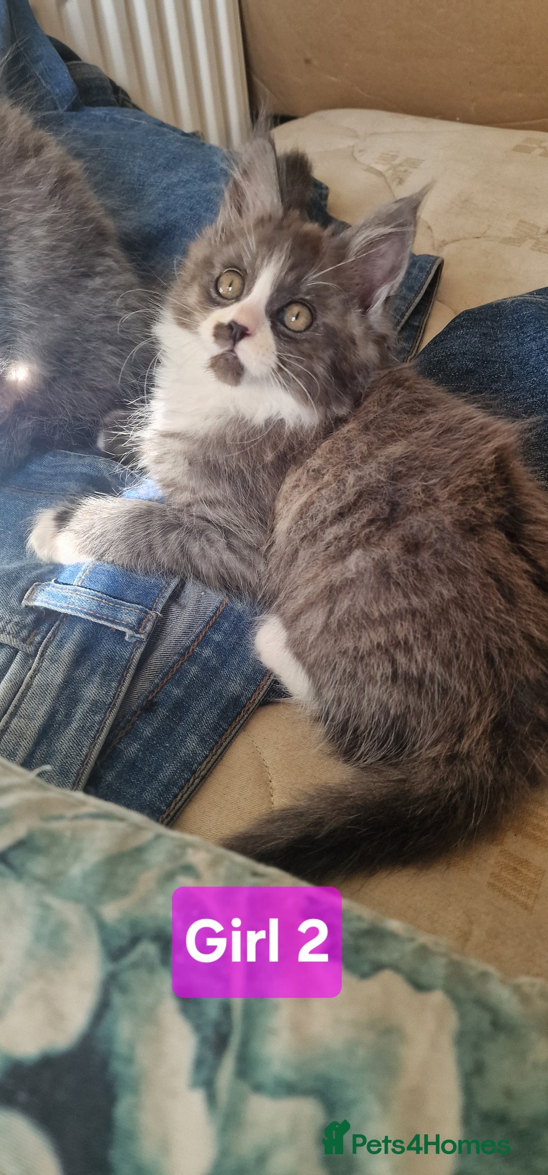 Maine Coon cats for sale: Gorgeous Half Maine Coon Boys and Girls  - Image 24