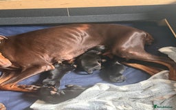 Dobermann dogs for sale: Gorgeous Black and Tan Dobermann puppies  - Image 5