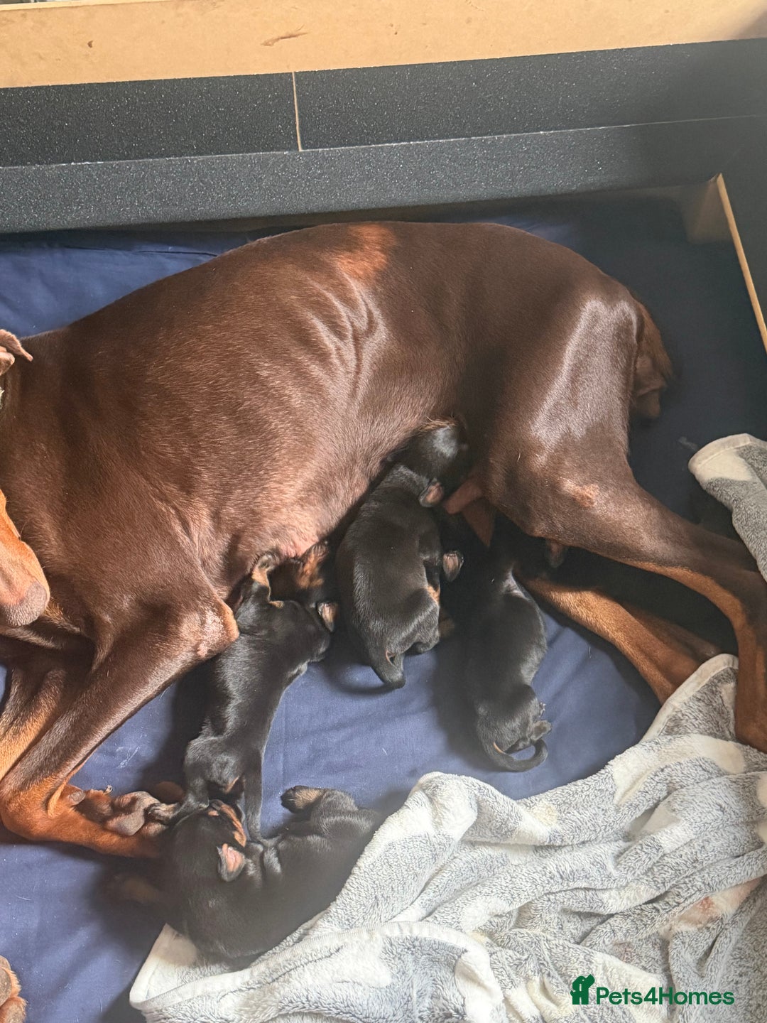 Dobermann dogs for sale: Gorgeous Black and Tan Dobermann puppies  - Image 5