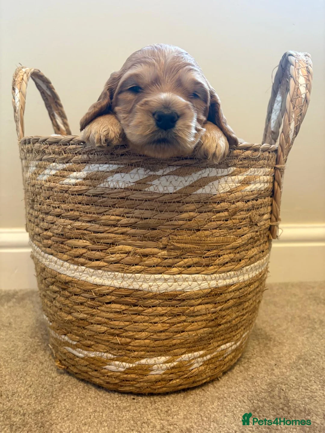 Cockapoo dogs for sale: Beautiful Apricot F1B Cockapoo Puppies  - Advert 4