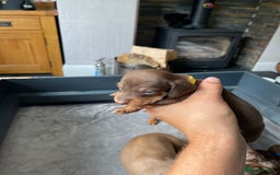 Miniature Dachshund dogs for sale: 🐾READY TO LEAVE NEXT WEEK🐾 - Image 20