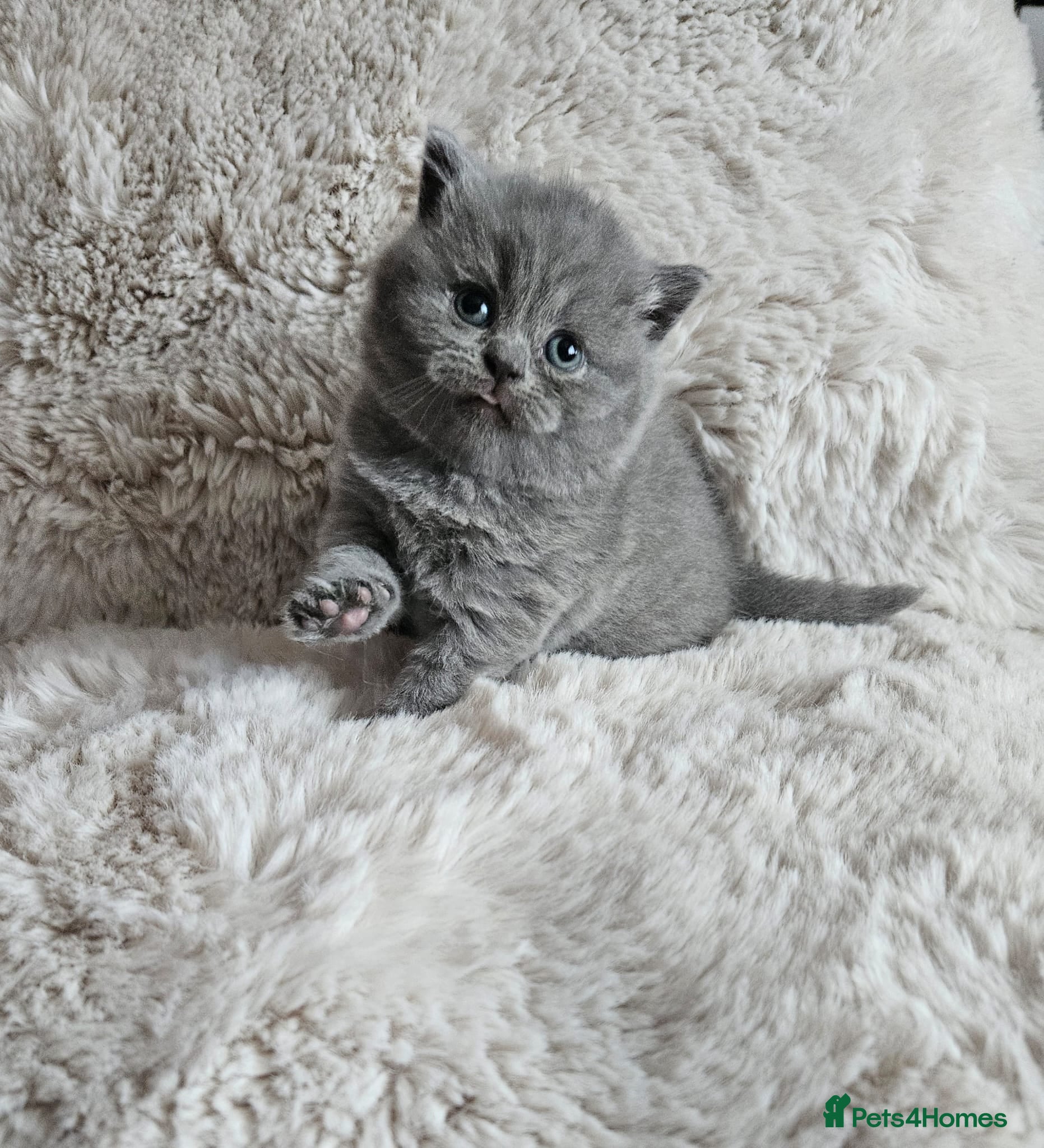 British Shorthair cats Gorgeous 4 week old health tested BSH - Advert 3
