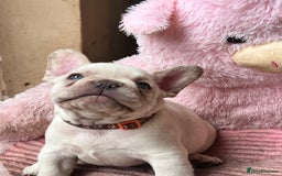 French Bulldog dogs for sale: Beautiful French Bulldog Puppies - Image 17
