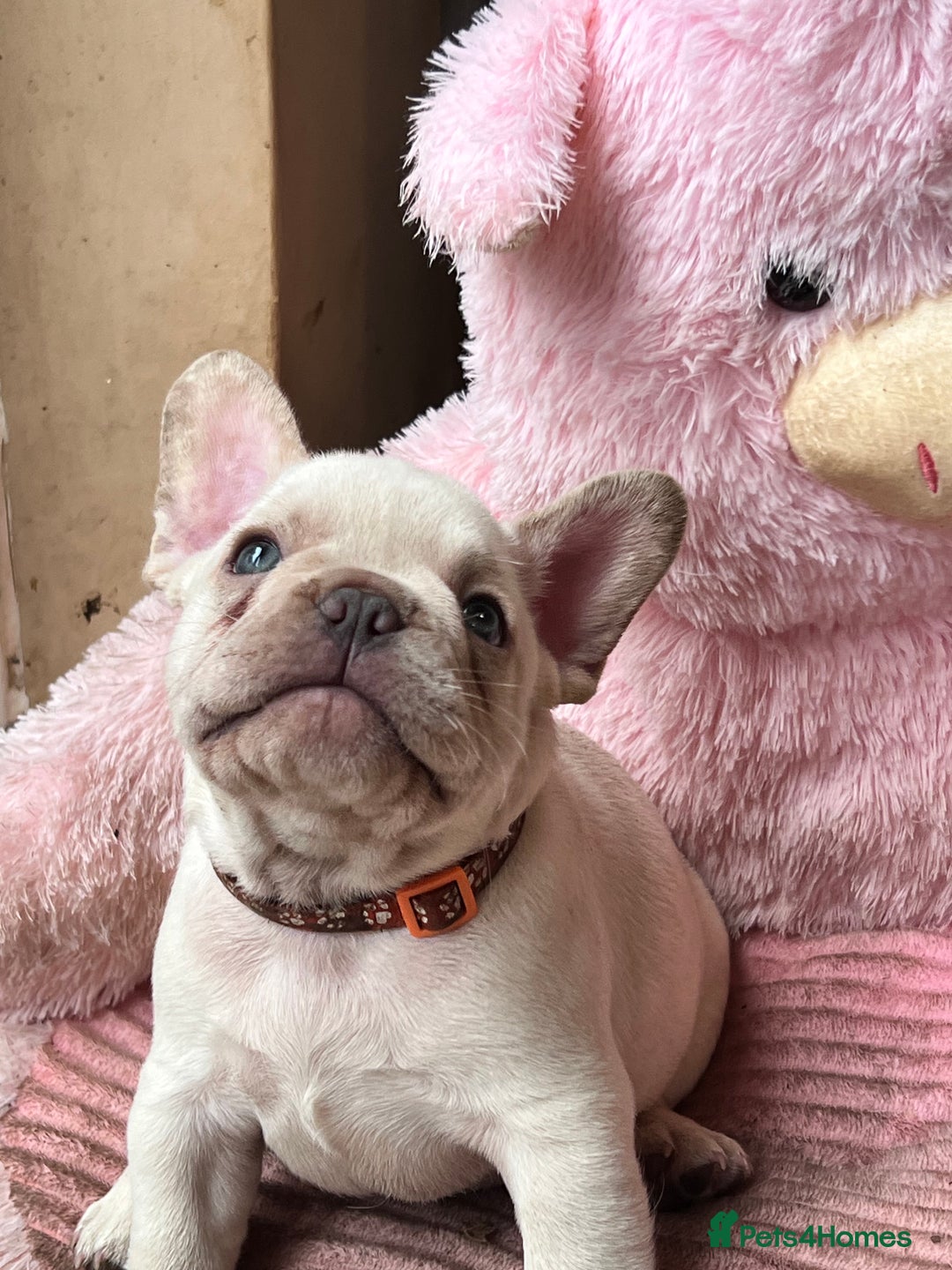 French Bulldog dogs for sale: Beautiful French Bulldog Puppies - Image 17